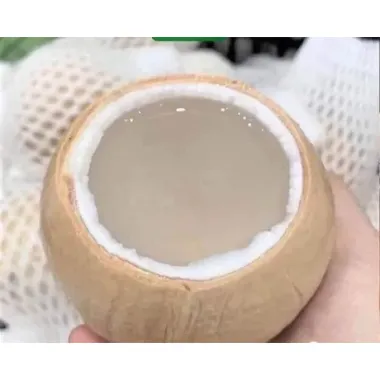 Dừa Xiêm Bến Tre